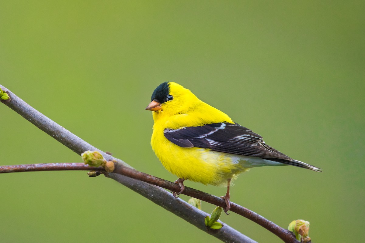 American Goldfinch - Adam Jackson