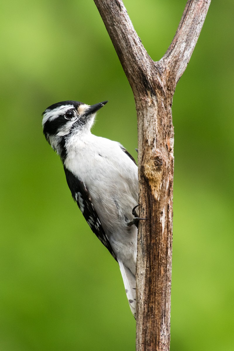 Downy Woodpecker - ML69516141