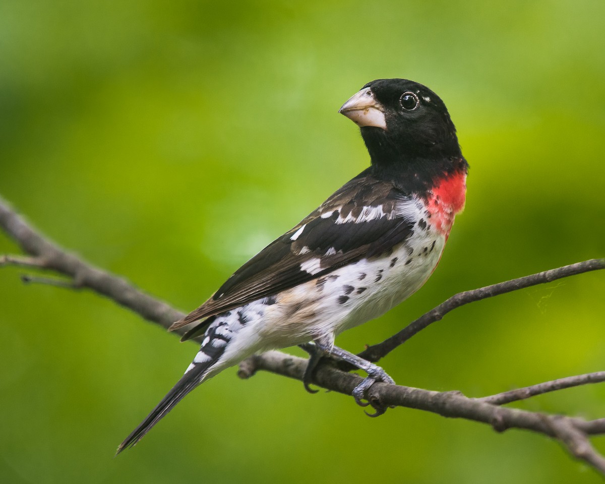 Rose-breasted Grosbeak - ML69517571