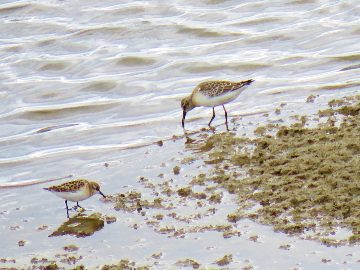 Little Stint - ML69517601