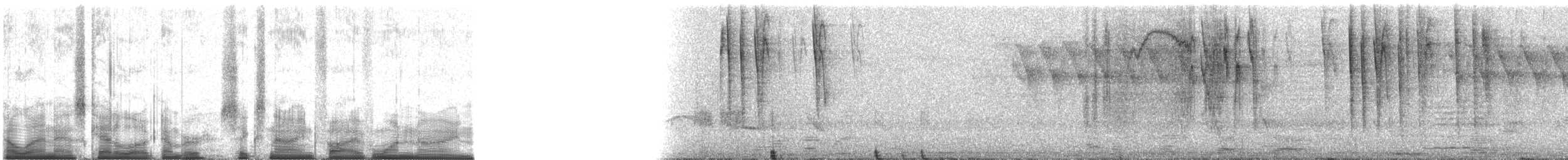 Zuckervogel [bartholemica-Gruppe] - ML69519