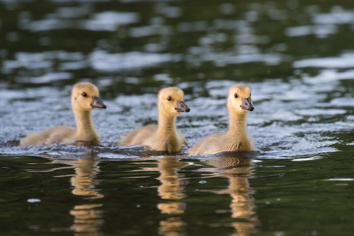 Canada Goose - ML69520941