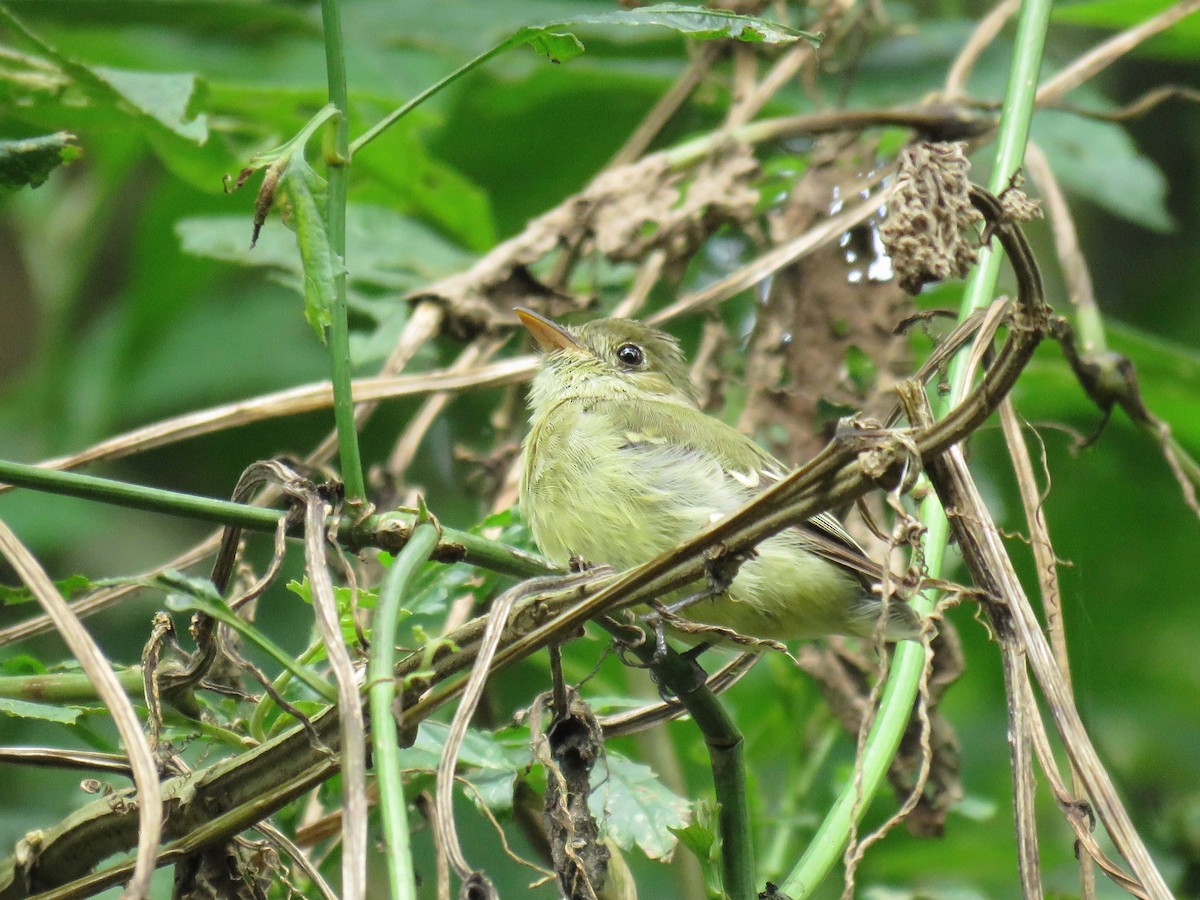 Yellow-bellied Flycatcher - ML69522631