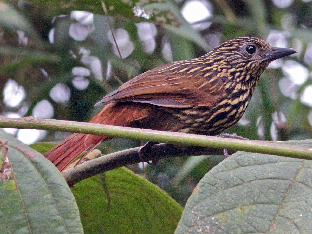 Flammulated Treehunter - Thripadectes flammulatus - Birds of the World