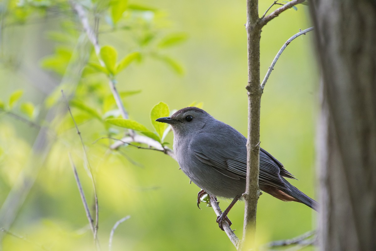 Gray Catbird - ML69522681