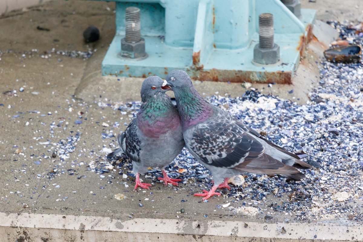 Rock Pigeon (Feral Pigeon) - ML69523091