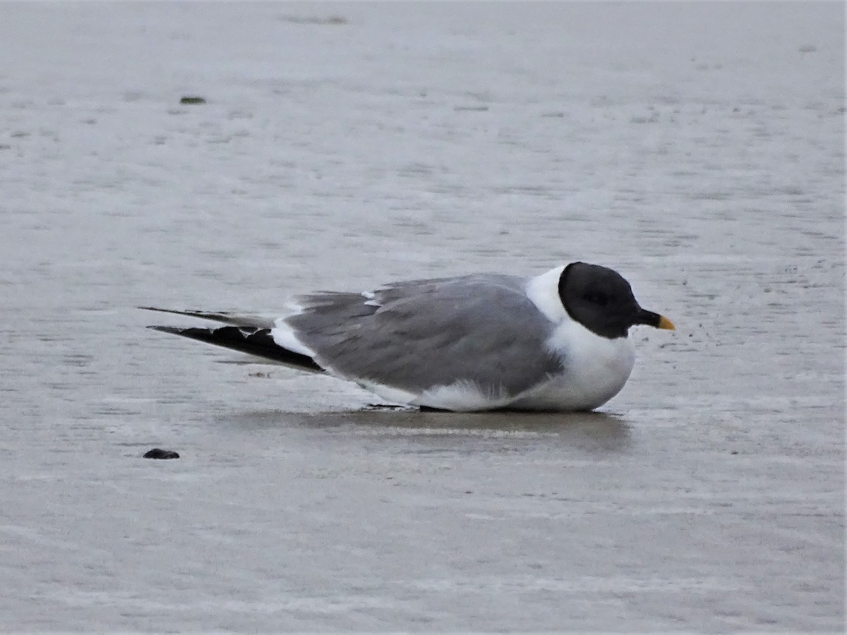 Sabine's Gull - ML69525091