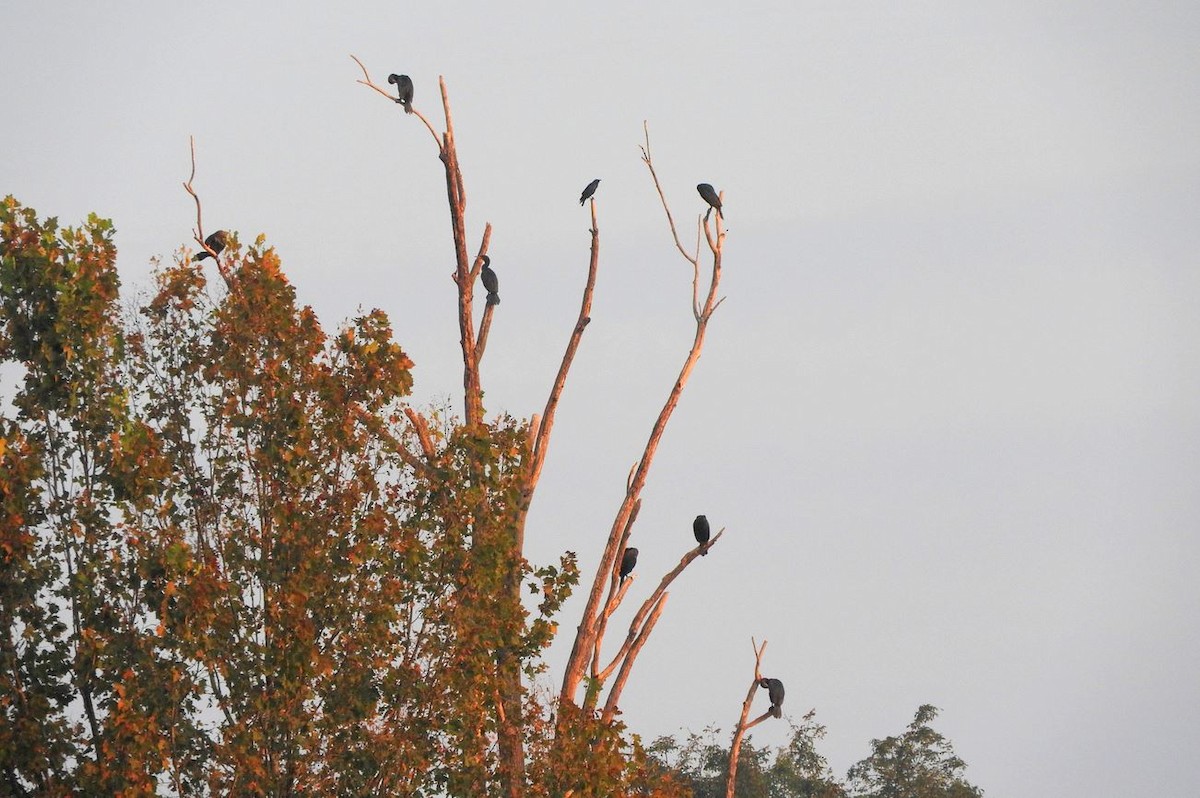 Double-crested Cormorant - ML69525671