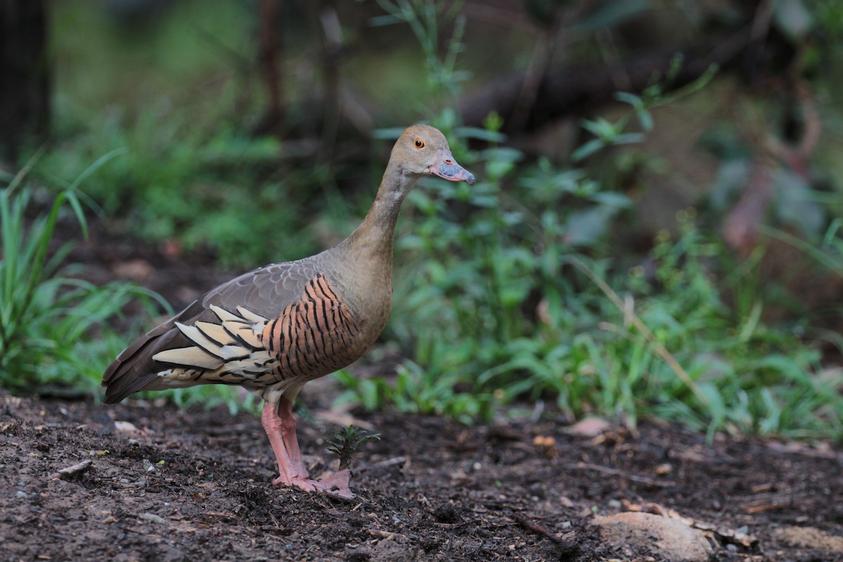 Plumed Whistling-Duck - ML69525701