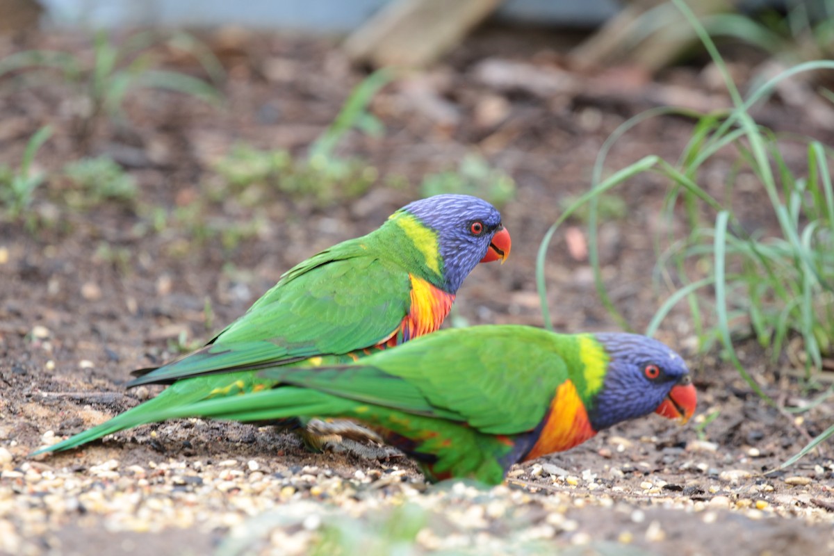 Rainbow Lorikeet - ML69526101