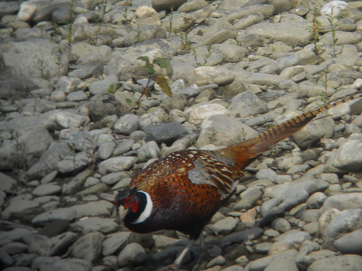 Ring-necked Pheasant - Ed Hack