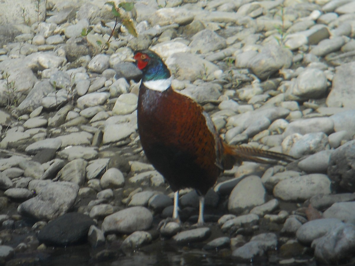 Ring-necked Pheasant - ML69526171