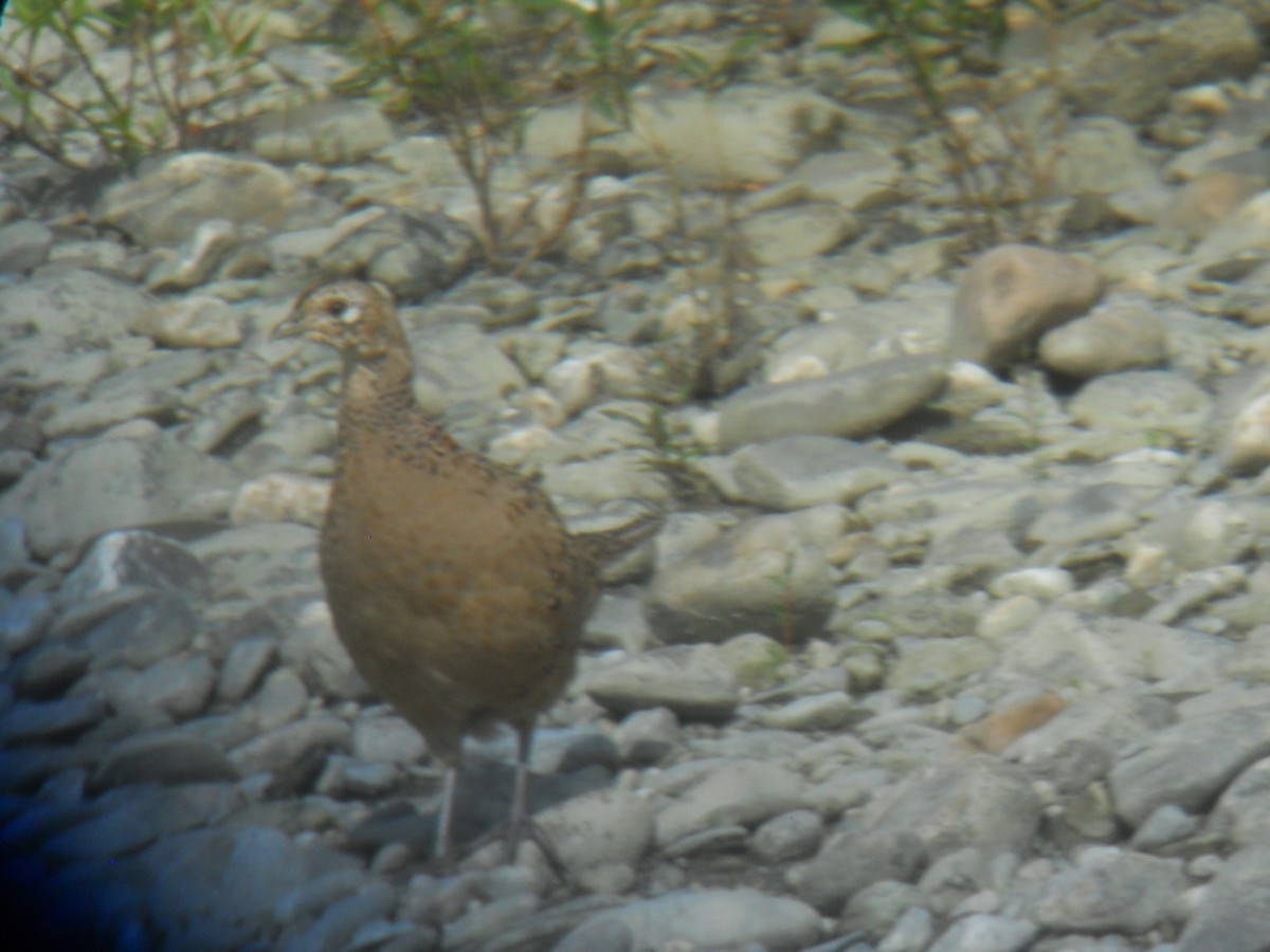 Ring-necked Pheasant - ML69526181