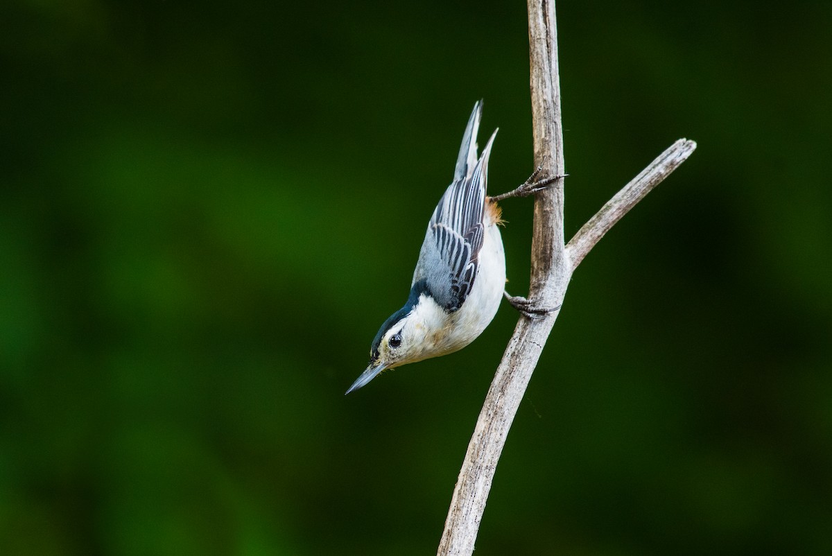 White-breasted Nuthatch - ML69526241