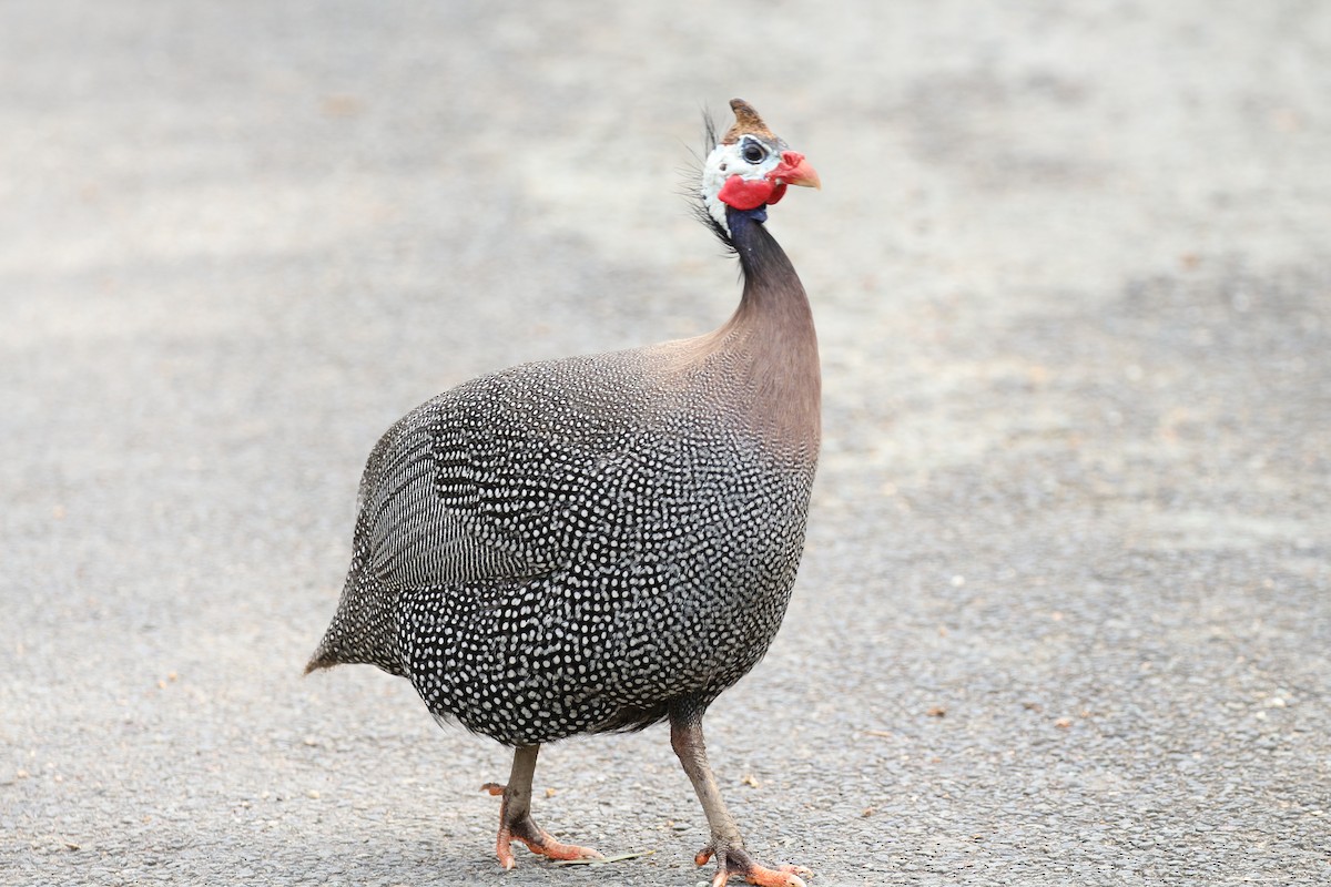 Helmeted Guineafowl (Domestic type) - ML69526301