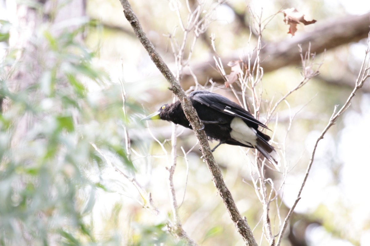 Pied Currawong - ML69526341