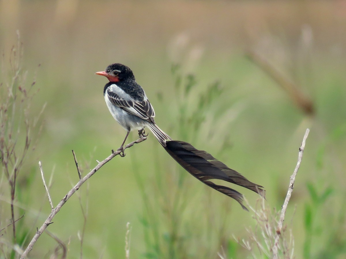 Strange-tailed Tyrant - Diego Carús