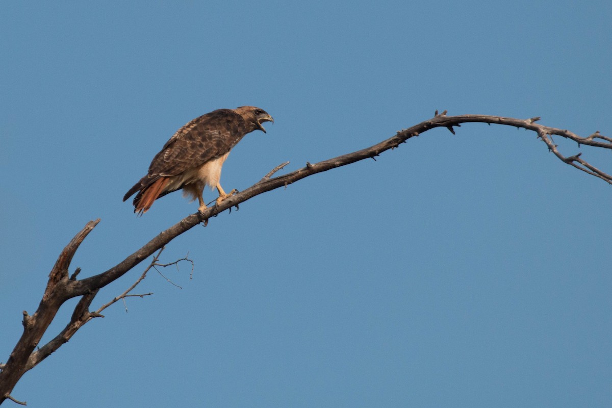 Red-tailed Hawk - ML69526701