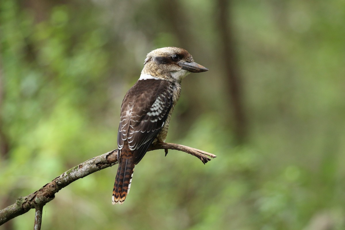 Laughing Kookaburra - ML69527411