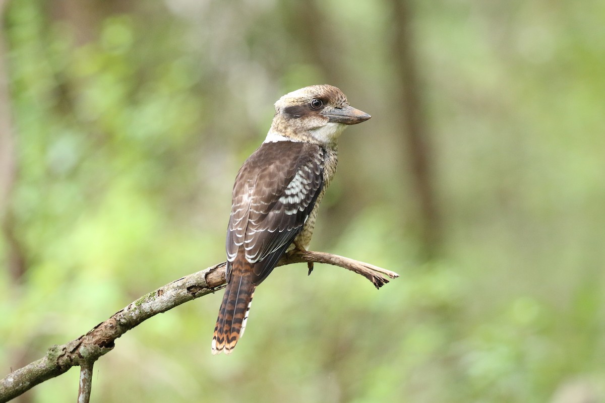 Martin-chasseur géant - ML69527431