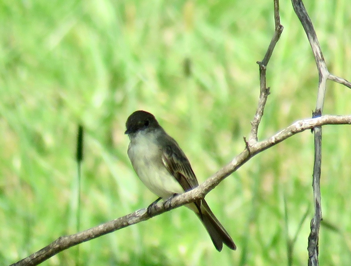 Eastern Phoebe - ML69527741