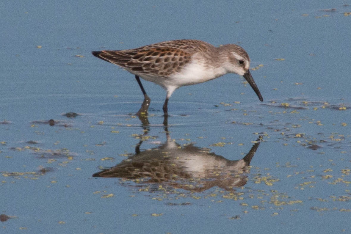 Western Sandpiper - ML69530561