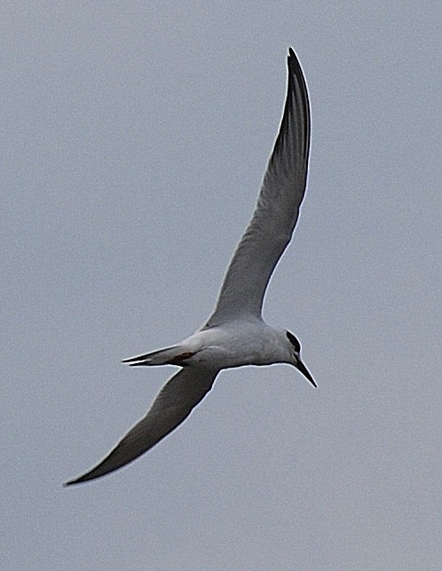 Forster's Tern - ML69531111