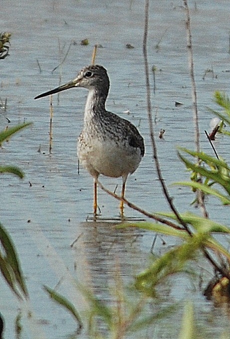 Greater Yellowlegs - ML69531211