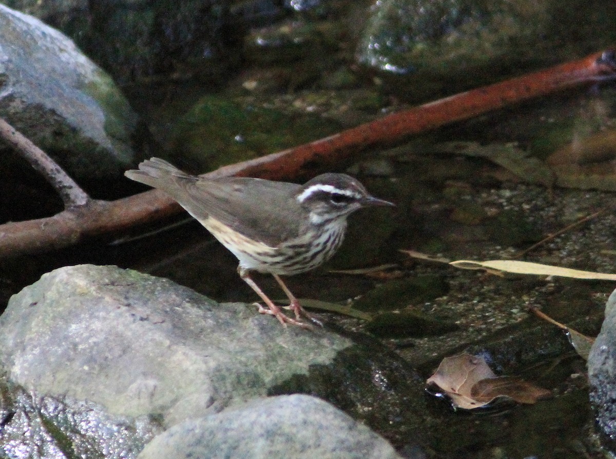 Louisiana Waterthrush - Sandy Remley