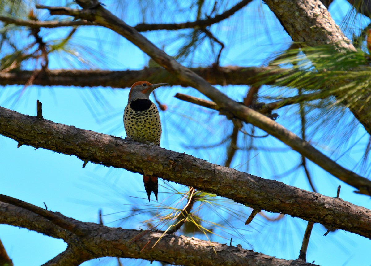 Northern Flicker - Carlos Quezada