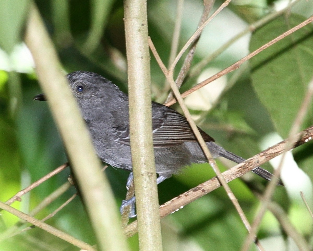 Dusky Antbird - ML69532261
