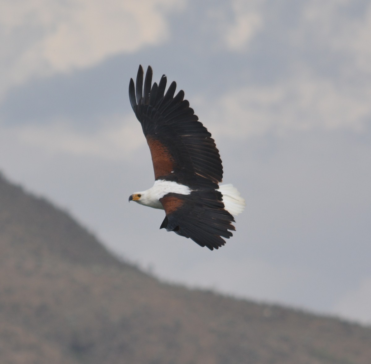 African Fish-Eagle - Bart Scott