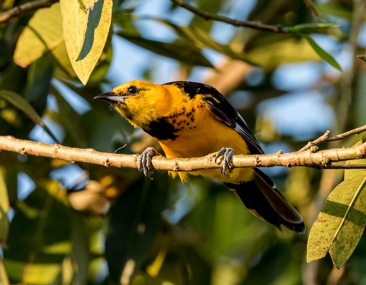 Spot-breasted Oriole - David Hall