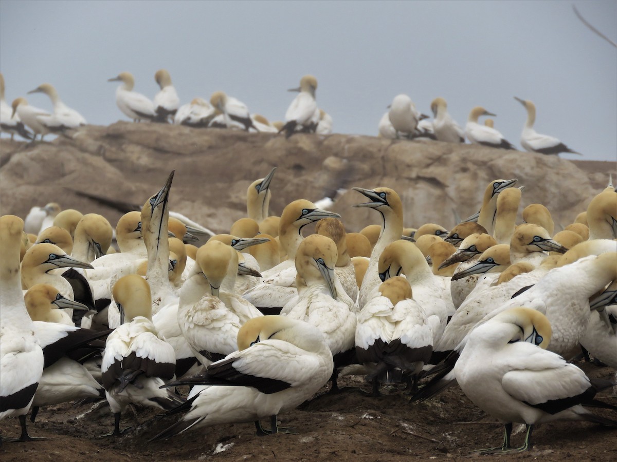 Cape Gannet - ML69533111