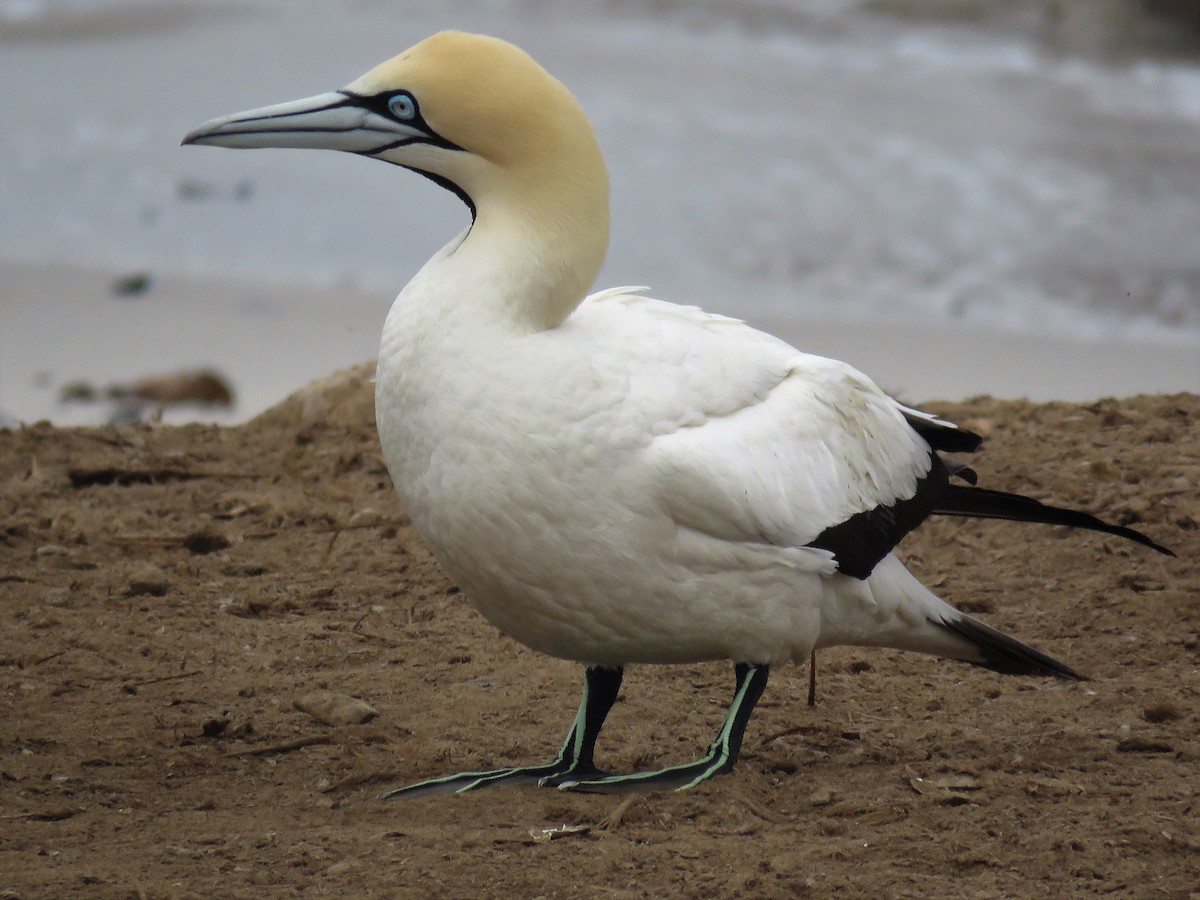 Cape Gannet - ML69534111