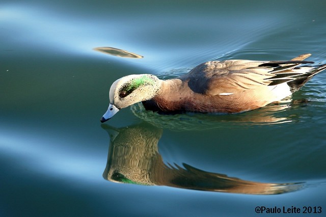 American Wigeon - Paulo Leite