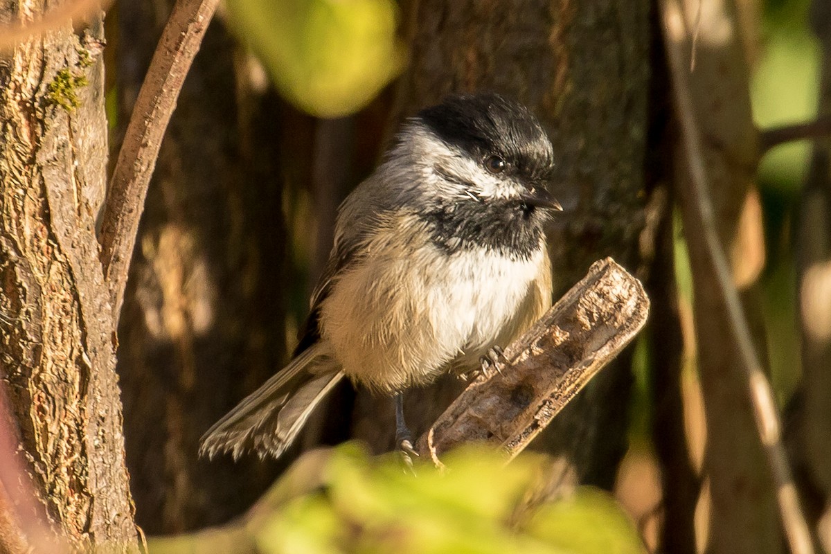 Black-capped Chickadee - ML69535761