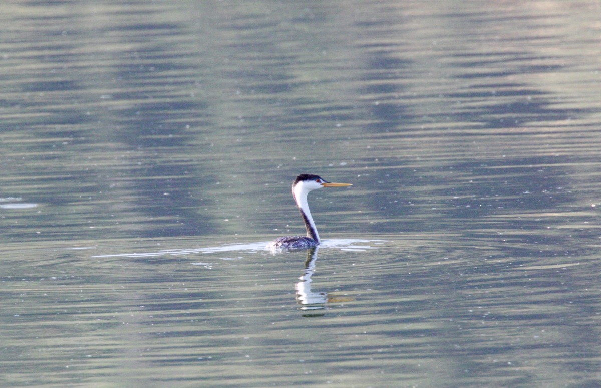 Clark's Grebe - ML69535791