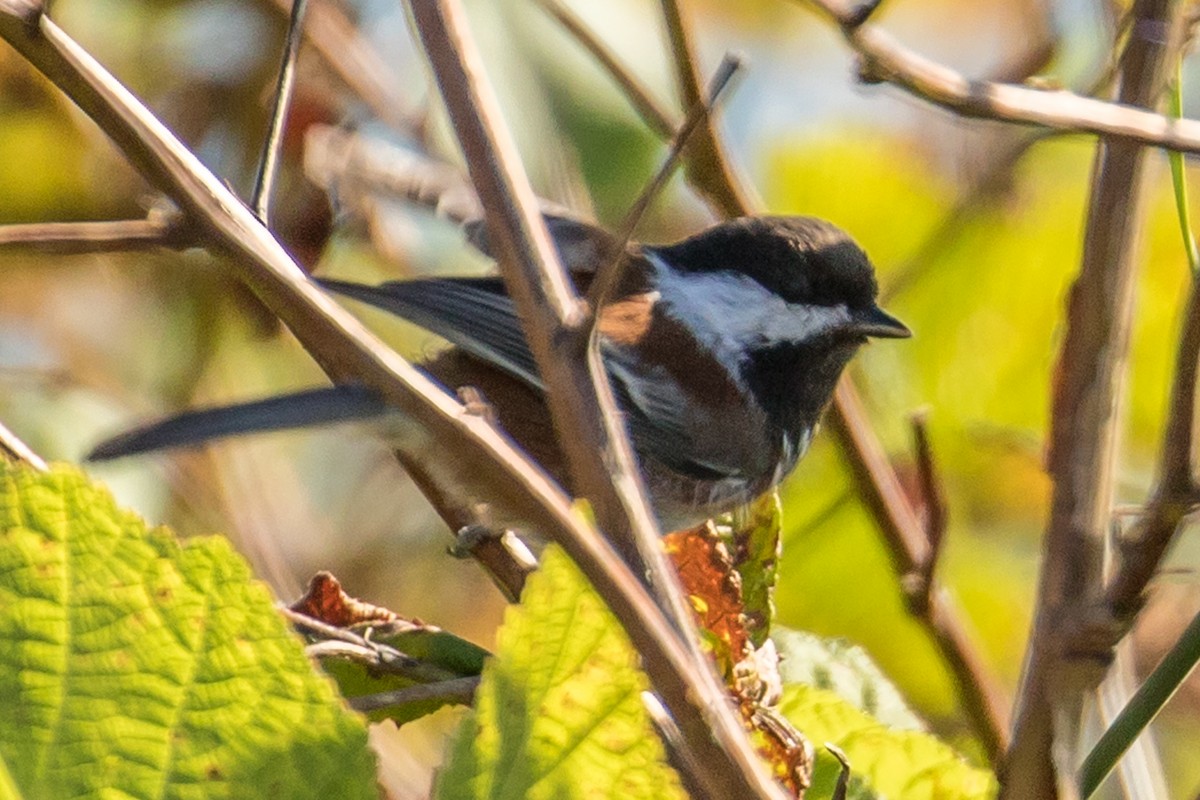 Mésange à dos marron - ML69535801