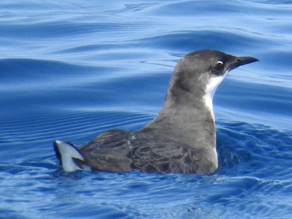 Craveri's Murrelet - ML69536991