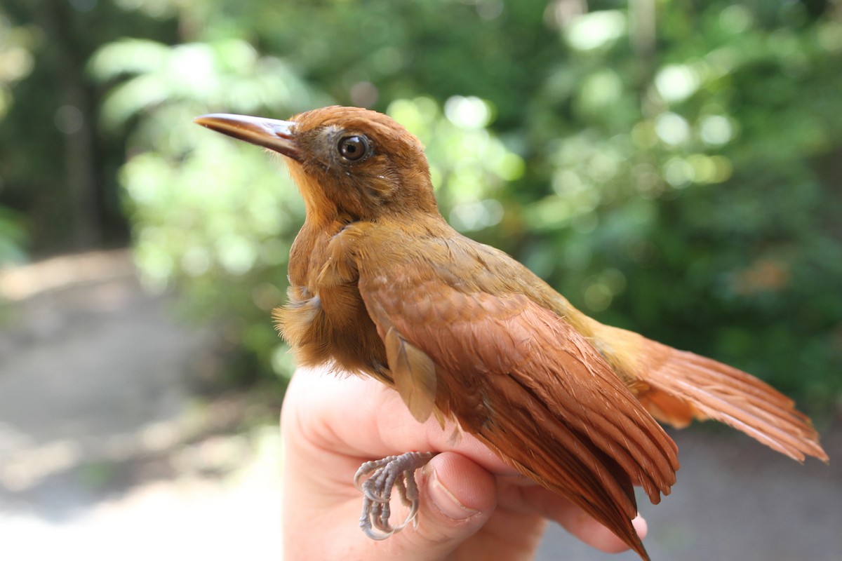 Ruddy Woodcreeper - ML69537131