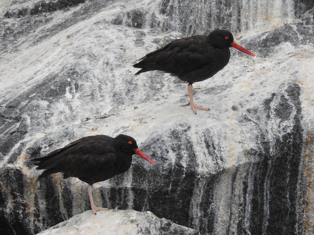 Black Oystercatcher - ML69538061