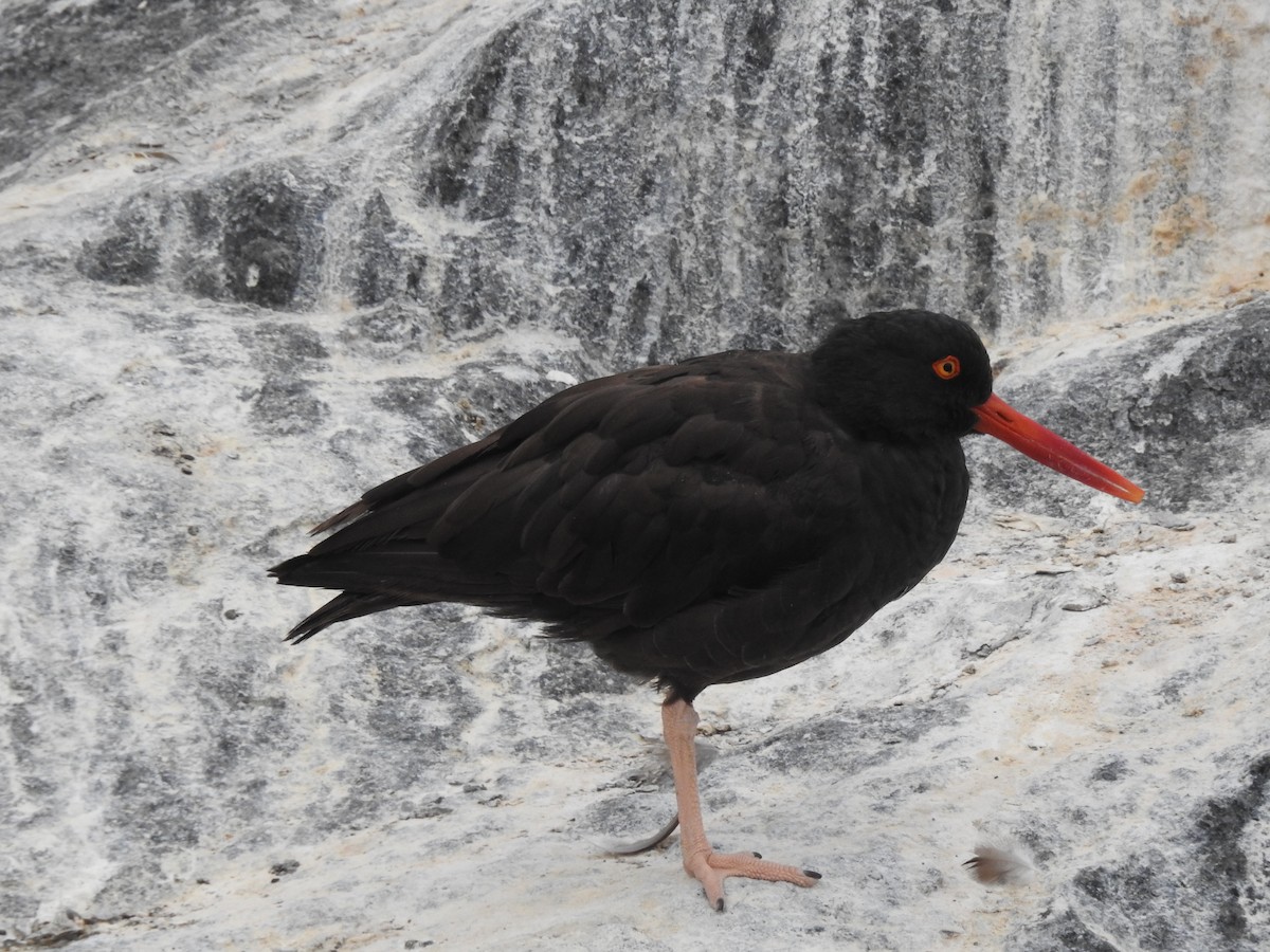 Black Oystercatcher - ML69538081