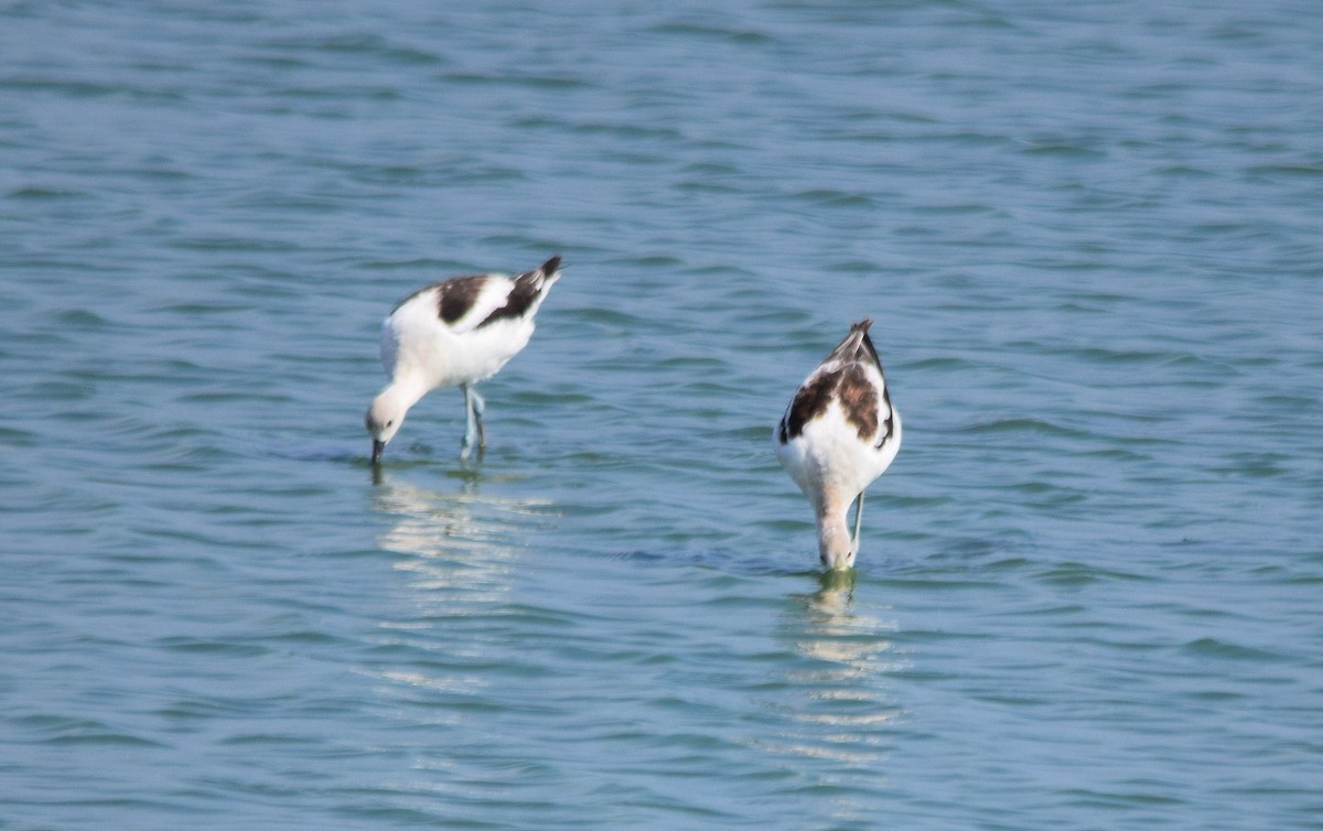 American Avocet - ML69538791