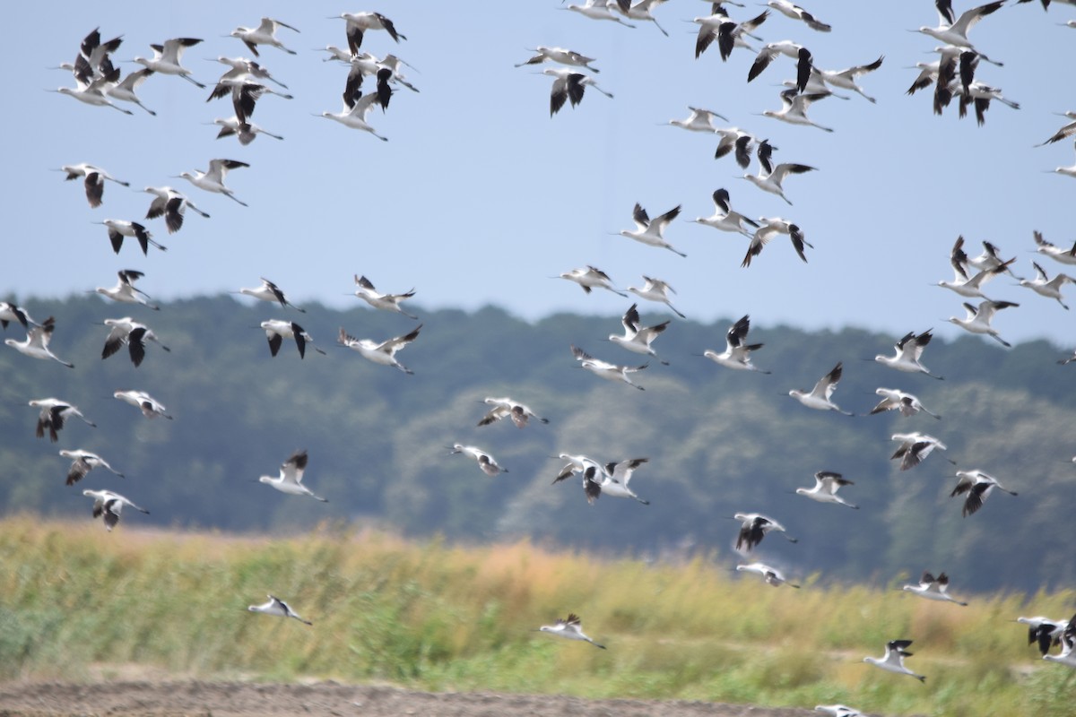 American Avocet - ML69539071