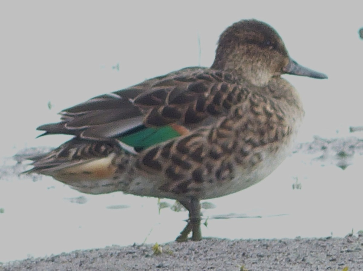 Green-winged Teal - ML69539181