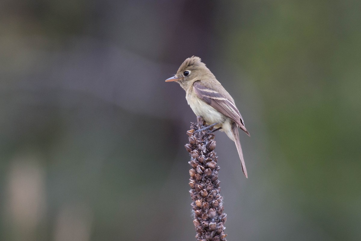 Western Flycatcher (Pacific-slope) - ML69539261