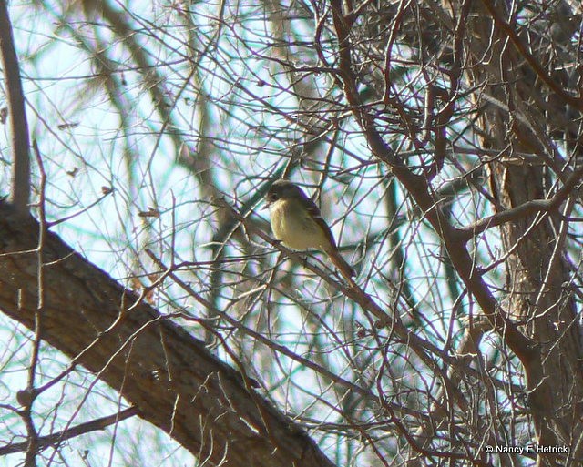 Hammond's Flycatcher - ML69540311