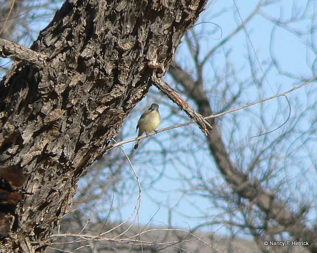 Hammond's Flycatcher - Nancy Hetrick