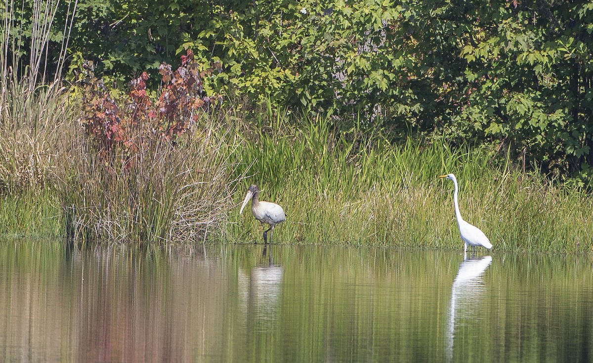 Wood Stork - Jim Gilreath